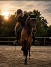 Cheval PRE