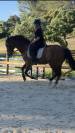 Cheval PRE
