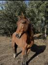 Cheval PRE