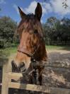 Cheval PRE