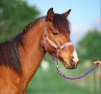 Ponette D 4 ans PFS par Quick star 