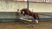 Welsh Cob 3 ans &ndash; D&eacute;bourr&eacute; &ndash; Orient&eacute; CCE 