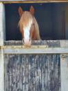Welsh Cob 3 ans &ndash; D&eacute;bourr&eacute; &ndash; Orient&eacute; CCE 