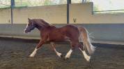 Welsh Cob 3 ans &ndash; D&eacute;bourr&eacute; &ndash; Orient&eacute; CCE 