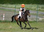 Gentil Cheval pour balade et dressage 