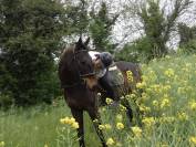Gentil Cheval pour balade et dressage 