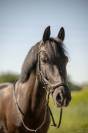 Poney Hongre OC 9 ans 1m41