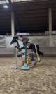 Cheval hongre 8 ans