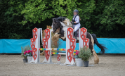 Cheval hongre 8 ans