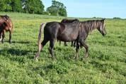 Hongre noir silver de 2 ans