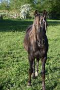 Hongre crois&eacute; rocky mountain x arabe noisilver de 2 ans