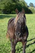 Hongre crois&eacute; rocky mountain x arabe noisilver de 2 ans