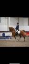 Everdale x Gribaldi 7years KWPN Gelding