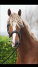 Everdale x Gribaldi 7years KWPN Gelding