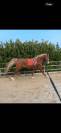 Everdale x Gribaldi 7years KWPN Gelding