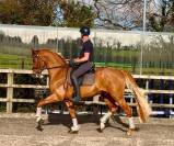 Everdale x Gribaldi 7years KWPN Gelding