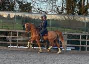 Everdale x Gribaldi 7years KWPN Gelding