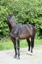 GK QUINTUS