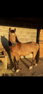Fairplay de Chabelle - PFS - 1m45 - 11 ans par Rasmus 