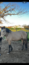 Fairplay de Chabelle - PFS - 1m45 - 11 ans par Rasmus 