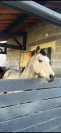 Fairplay de Chabelle - PFS - 1m45 - 11 ans par Rasmus 