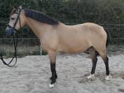 Fairplay de Chabelle - PFS - 1m45 - 11 ans par Rasmus 