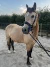 Fairplay de Chabelle - PFS - 1m45 - 11 ans par Rasmus 