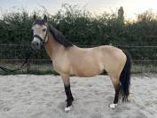 Fairplay de Chabelle - PFS - 1m45 - 11 ans par Rasmus 