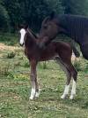 Pouliche SF ulmar mail x fringant de lafage x drakkar 
