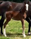 Pouliche SF ulmar mail x fringant de lafage x drakkar 