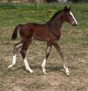 Pouliche SF ulmar mail x fringant de lafage x drakkar 
