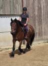 Hongre crois&eacute; cob normand trait belge de 3 ans