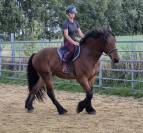 Hongre crois&eacute; cob normand trait belge de 3 ans