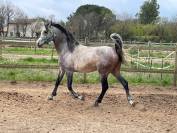 vente cheval 