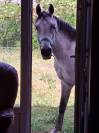 vente cheval 