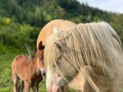 Jument Irish Cob Palomino