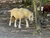 Jument Irish Cob Palomino