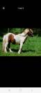 poney 5 ans a vendre