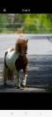 poney 5 ans a vendre