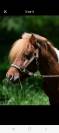 poney 5 ans a vendre