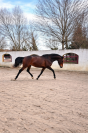 Jument - Lusitanien X KWPN  - 5 ans - Dressage - France