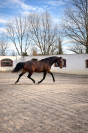 Jument - Lusitanien X KWPN  - 5 ans - Dressage - France