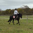 Jeune cheval 