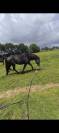 Jeune cheval 