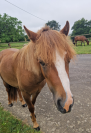 3 poneys d'avenir (de 1 &agrave; 2 ans)