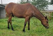 3 poneys d'avenir (de 1 &agrave; 2 ans)