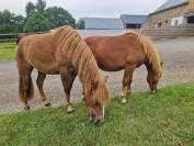3 poneys d'avenir (de 1 &agrave; 2 ans)