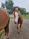 3 poneys d'avenir (de 1 &agrave; 2 ans)