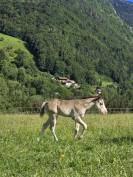 Poulain paint horse 