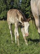 Poulain paint horse 